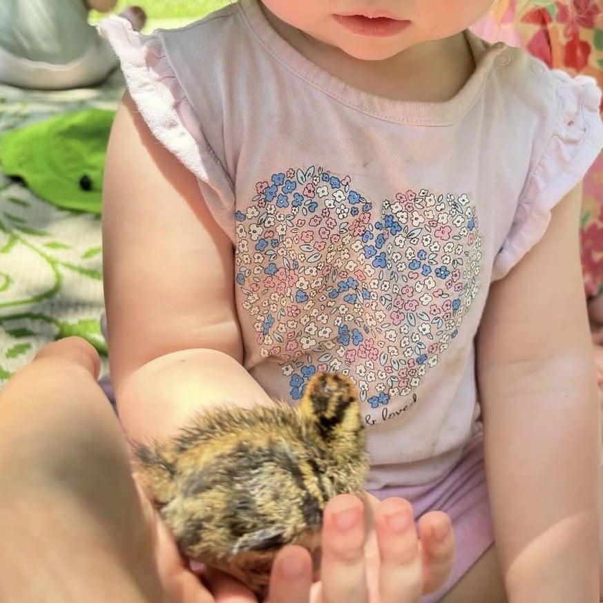 Chick