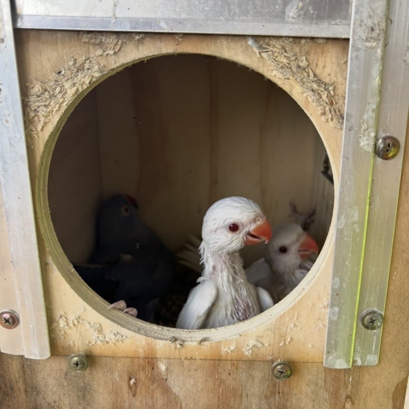 Chicks8