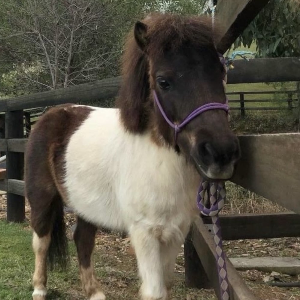 Pony5