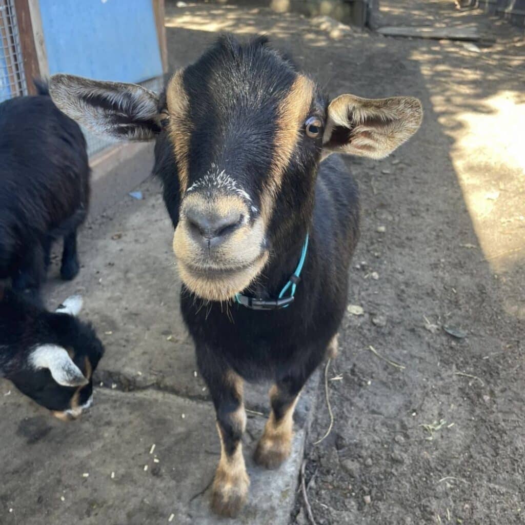 Goat4