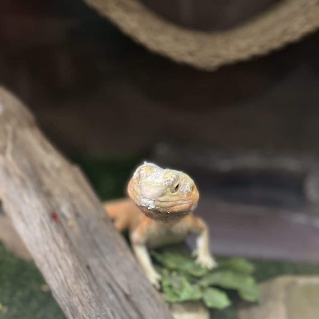 Lizard1