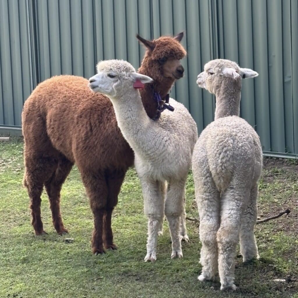 Alpaca3