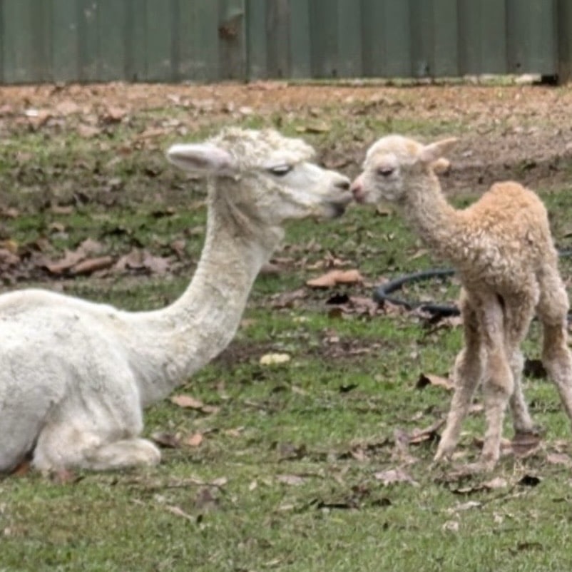 Alpaca2