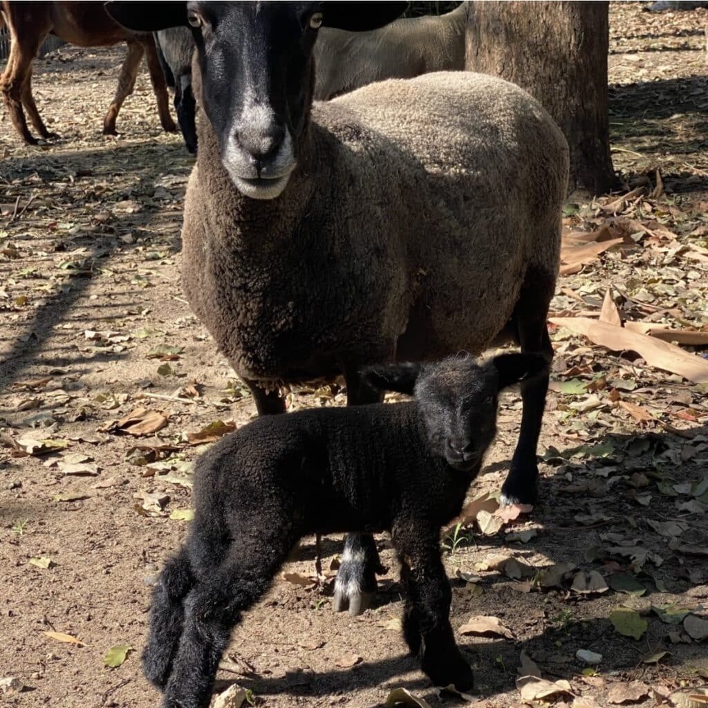 Lamb7