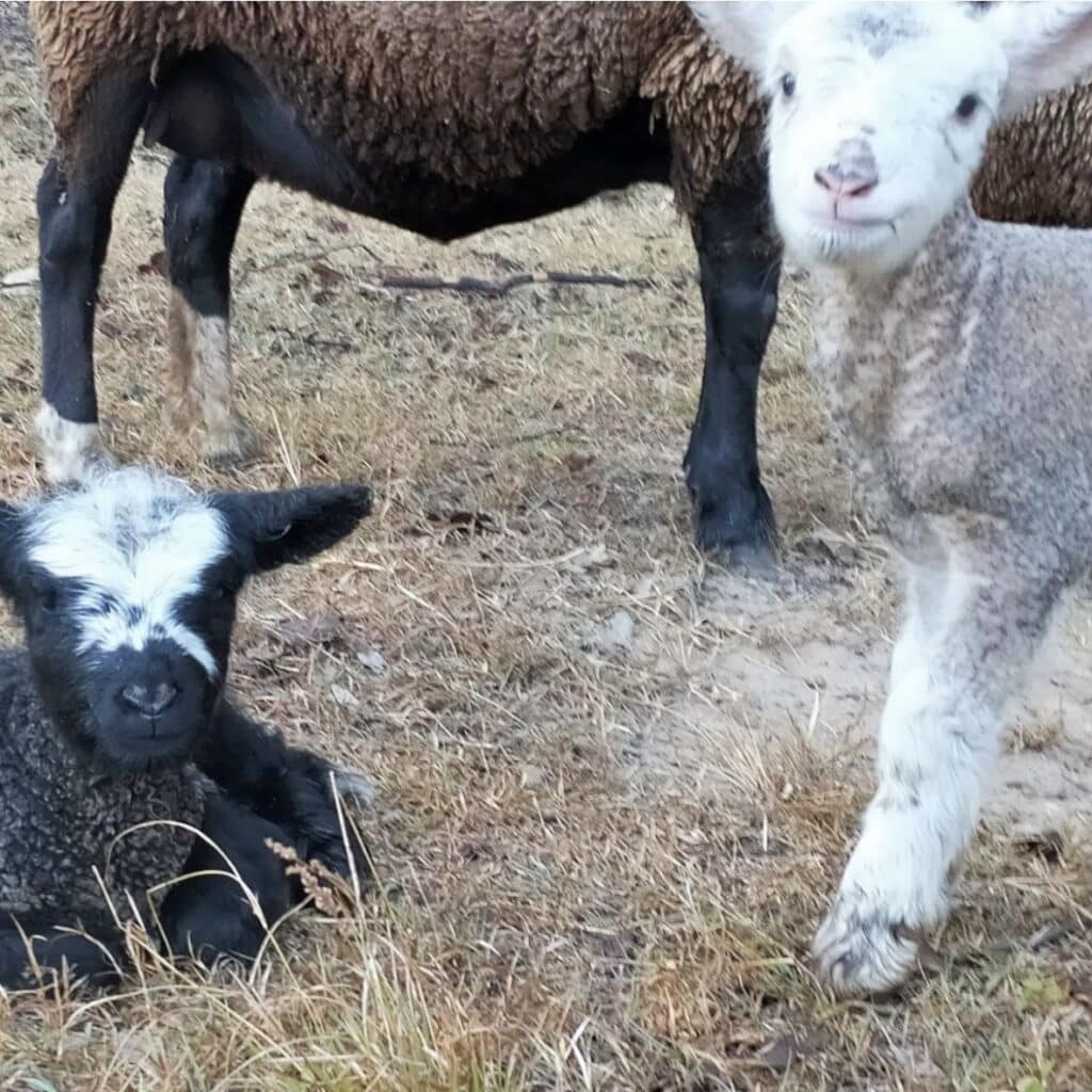 Lamb6
