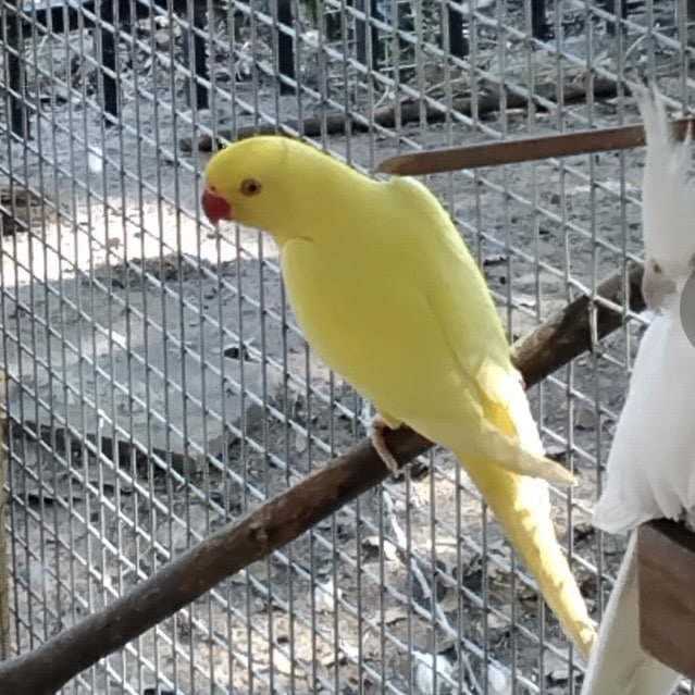 Bird1