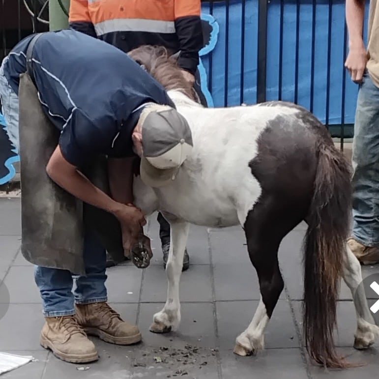 Pony3
