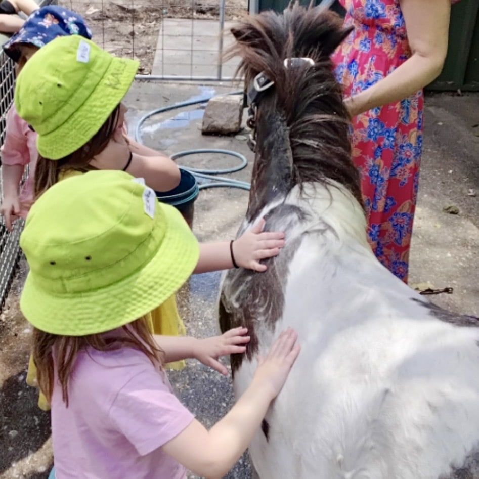 Pony1