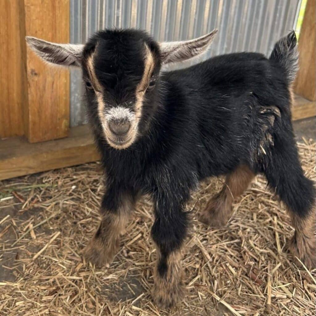 Goat2