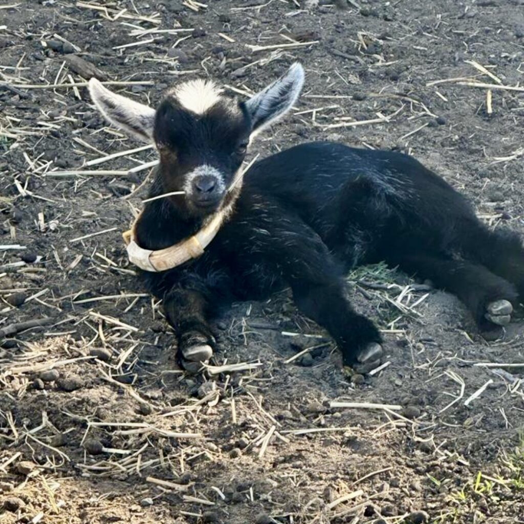Goat6