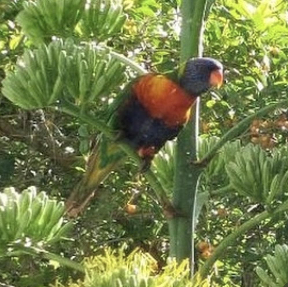 Lorrikeet1