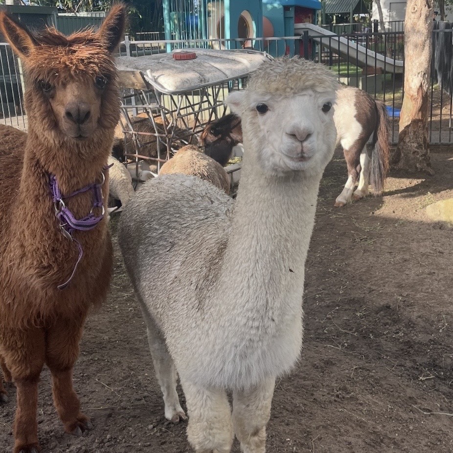Alpaca