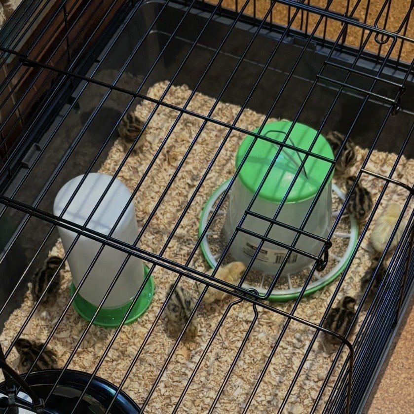 Chicks7