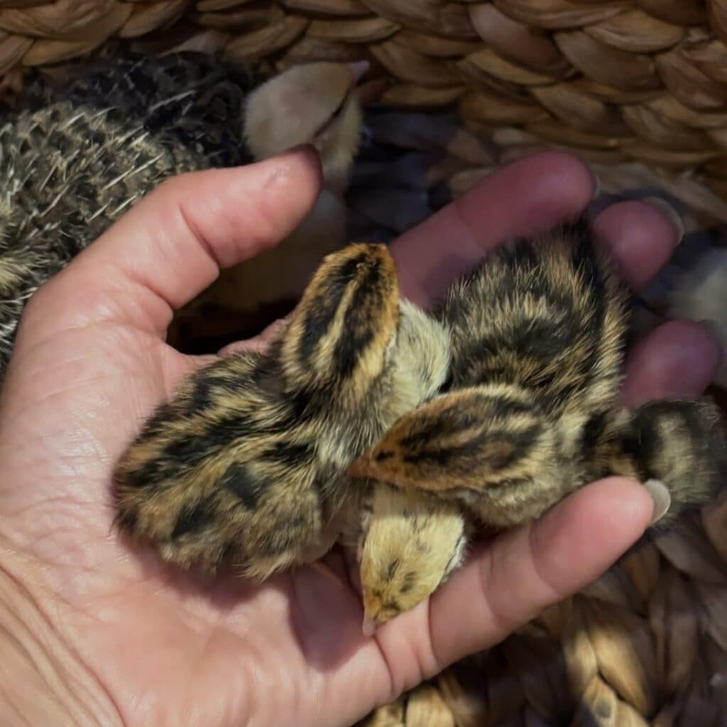 chicks