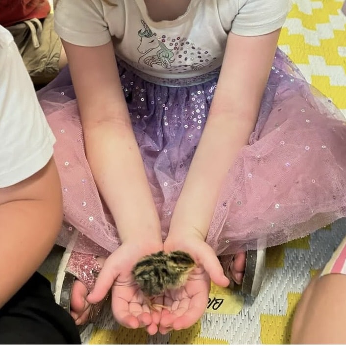 Chicks5