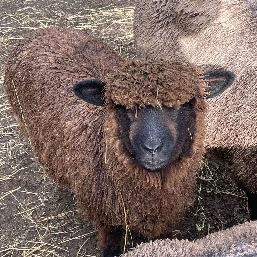 Lamb4