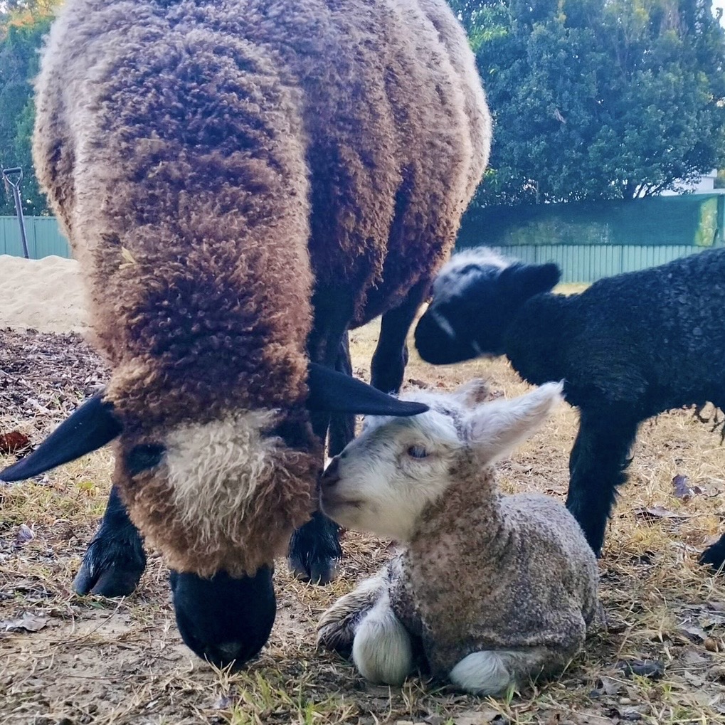 Lamb2