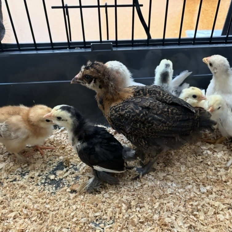 Chicks4