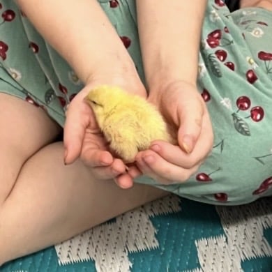 Chicks3