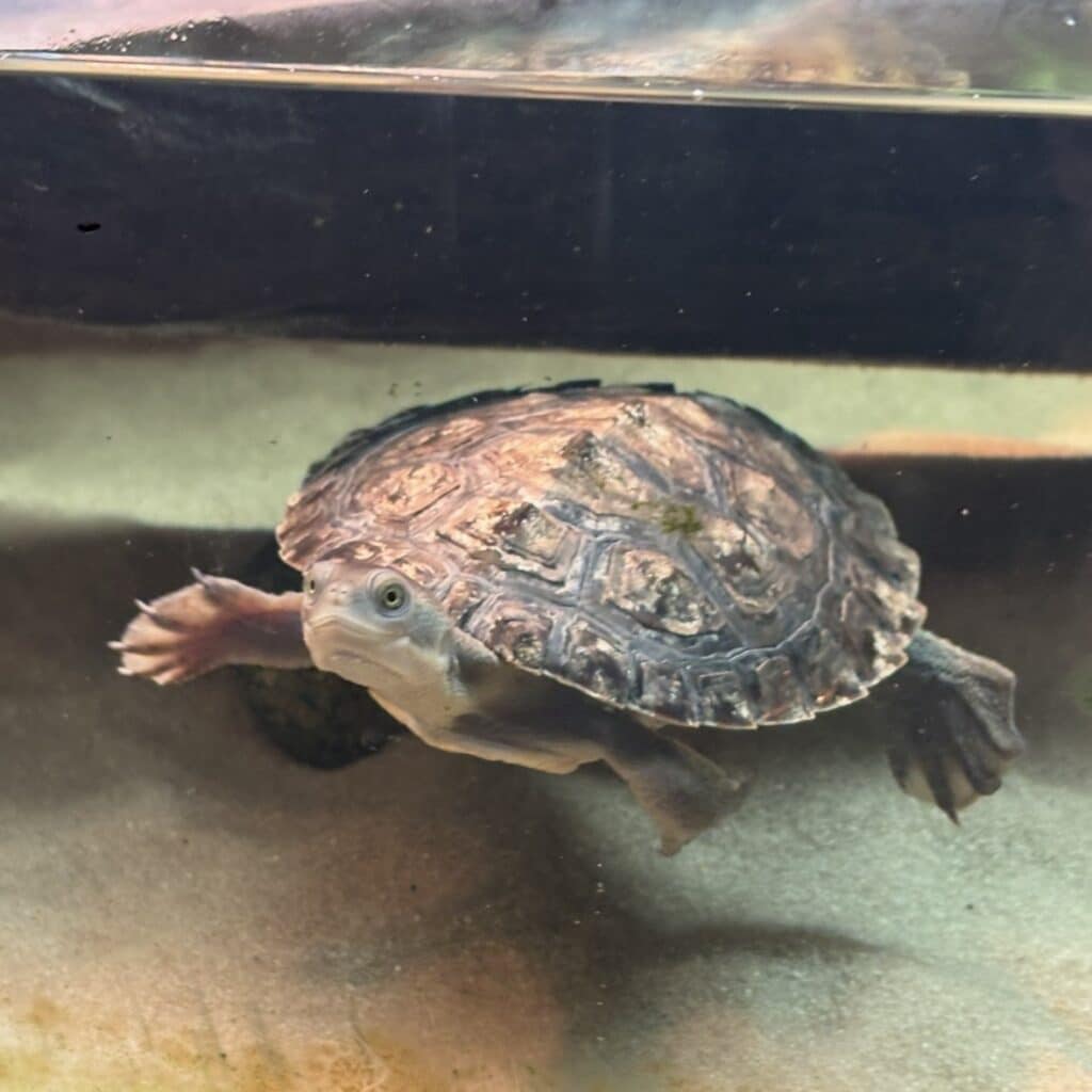 Turtle1