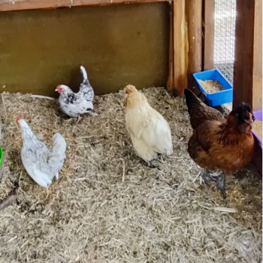 Chicks2