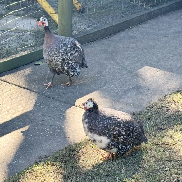 Ducks2