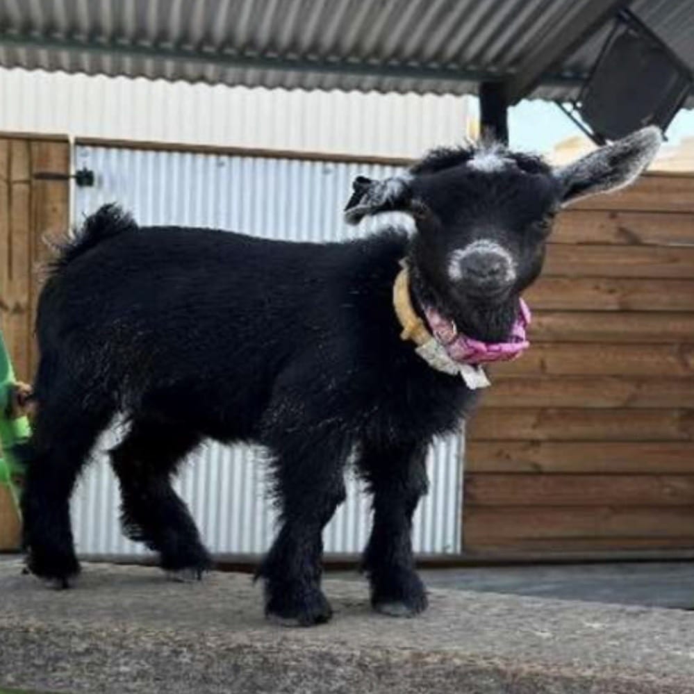 Lamb