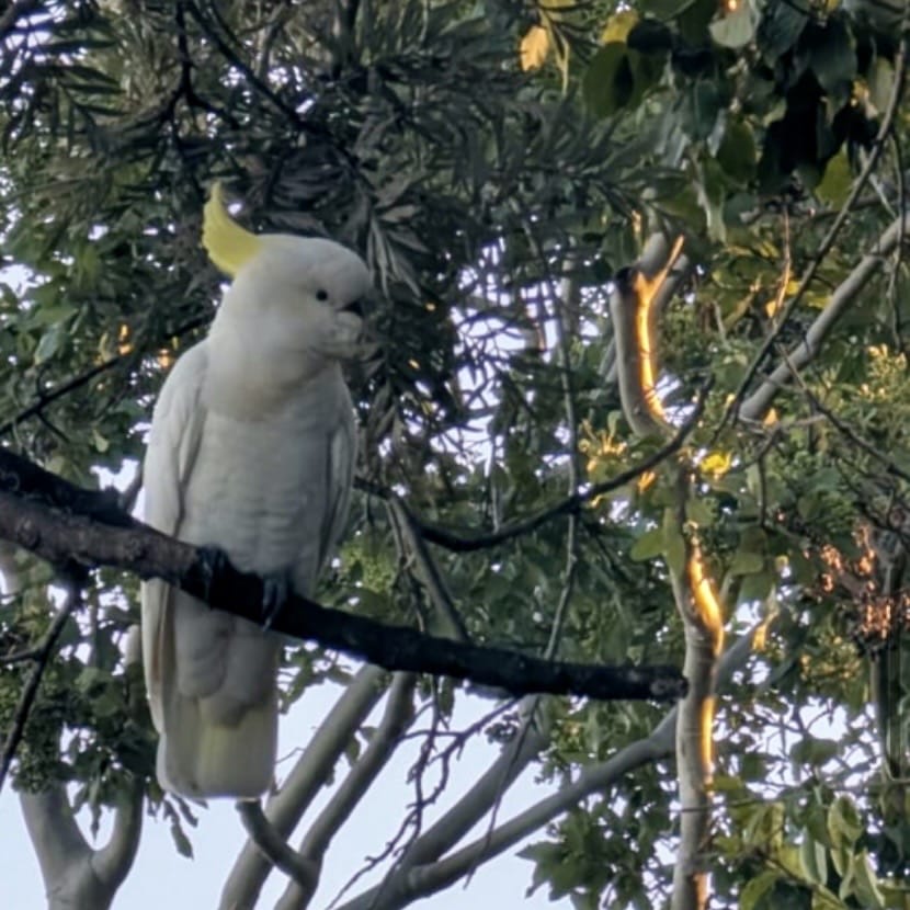 Cockatoo