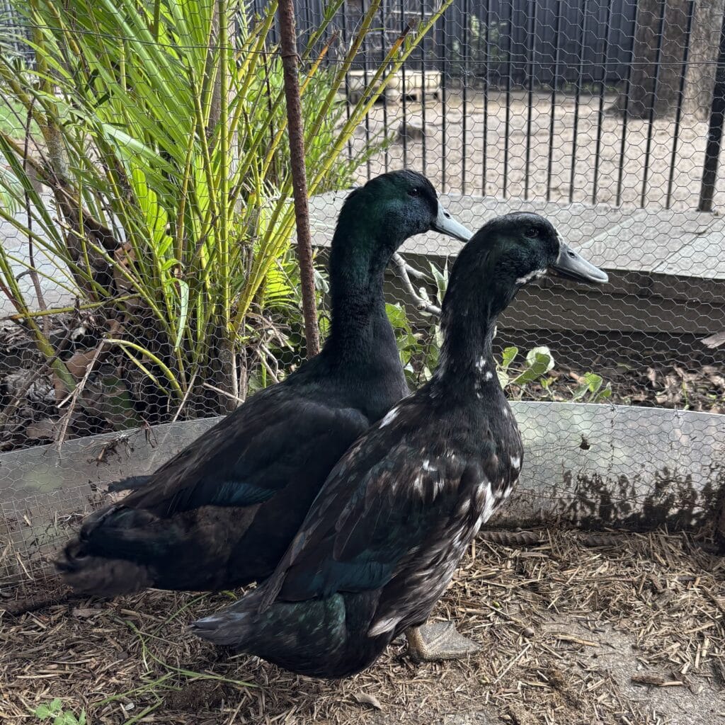 Ducks