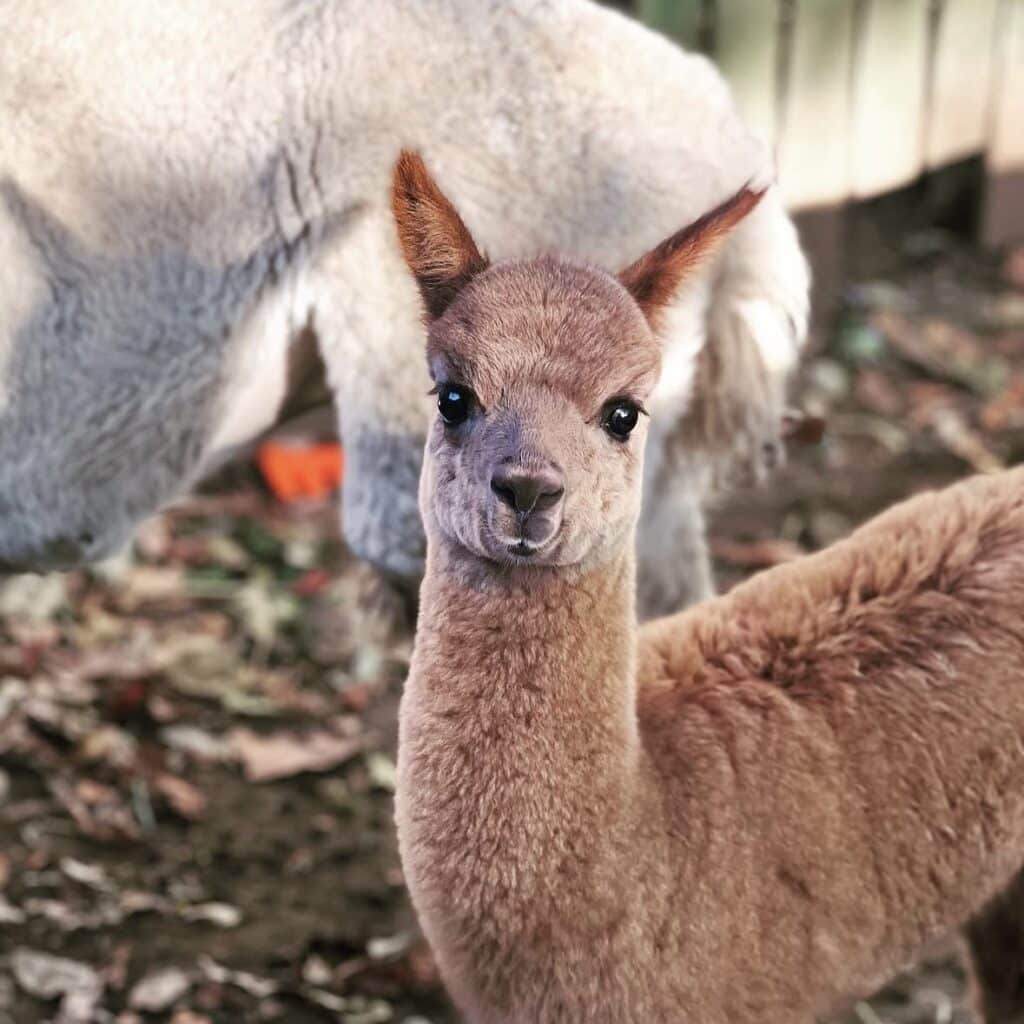 Alpaca4