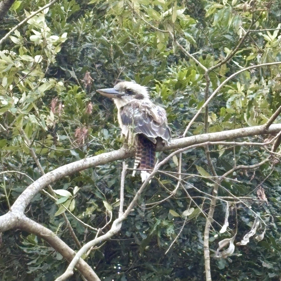 Kookaburra