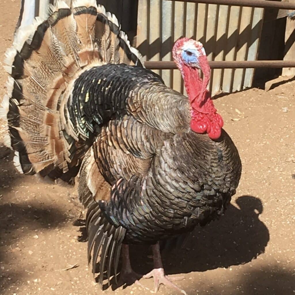 Turkey1