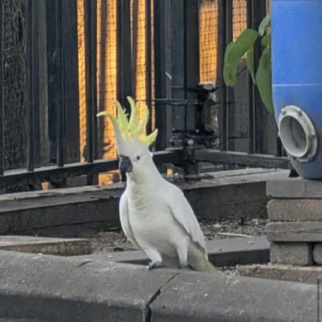Cockatoo1