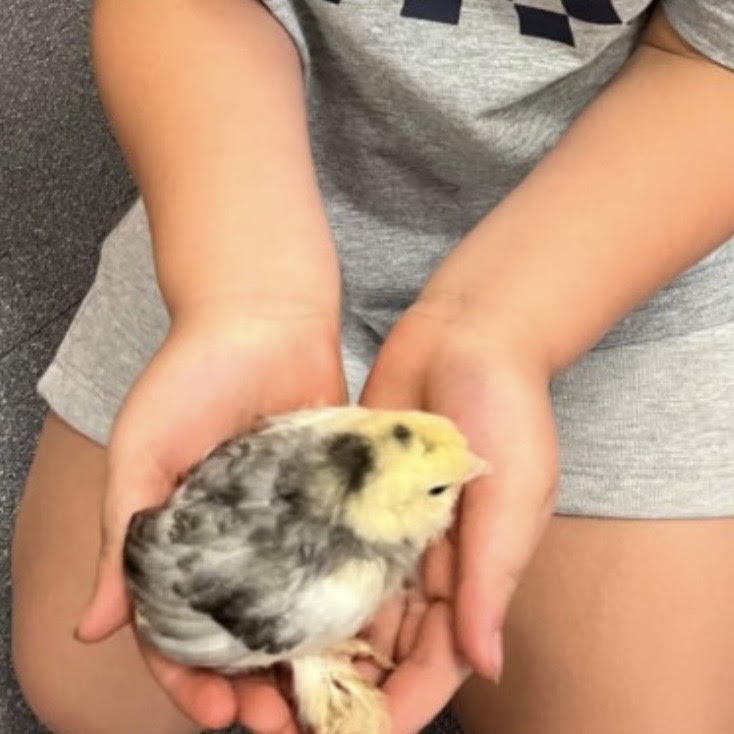 Chicks3