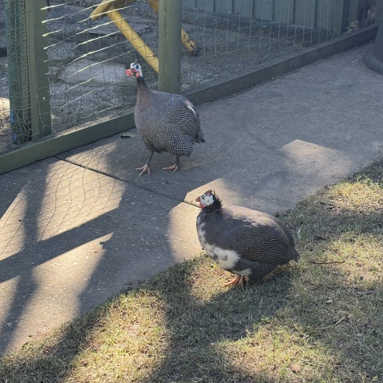 Ducks2